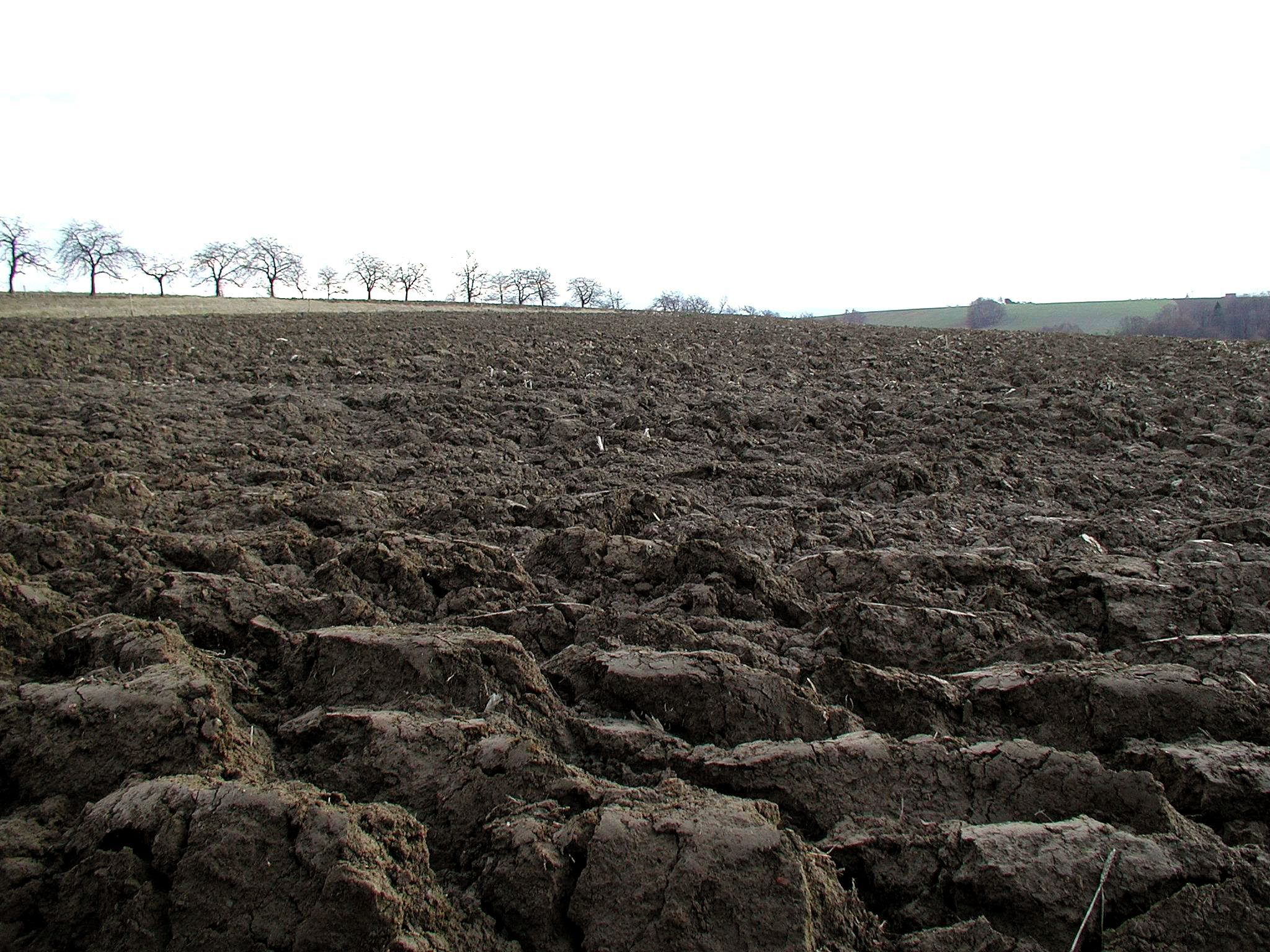До обработки шлейф бороной БЗШ