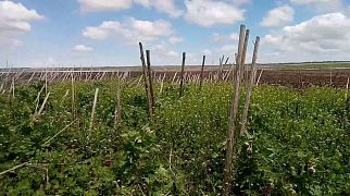 БДП-7-430 в прежнем цвете пашет по стерне подсолнечника