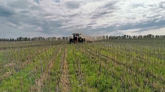 АН-8-БД проходит по стерне подсолнечника