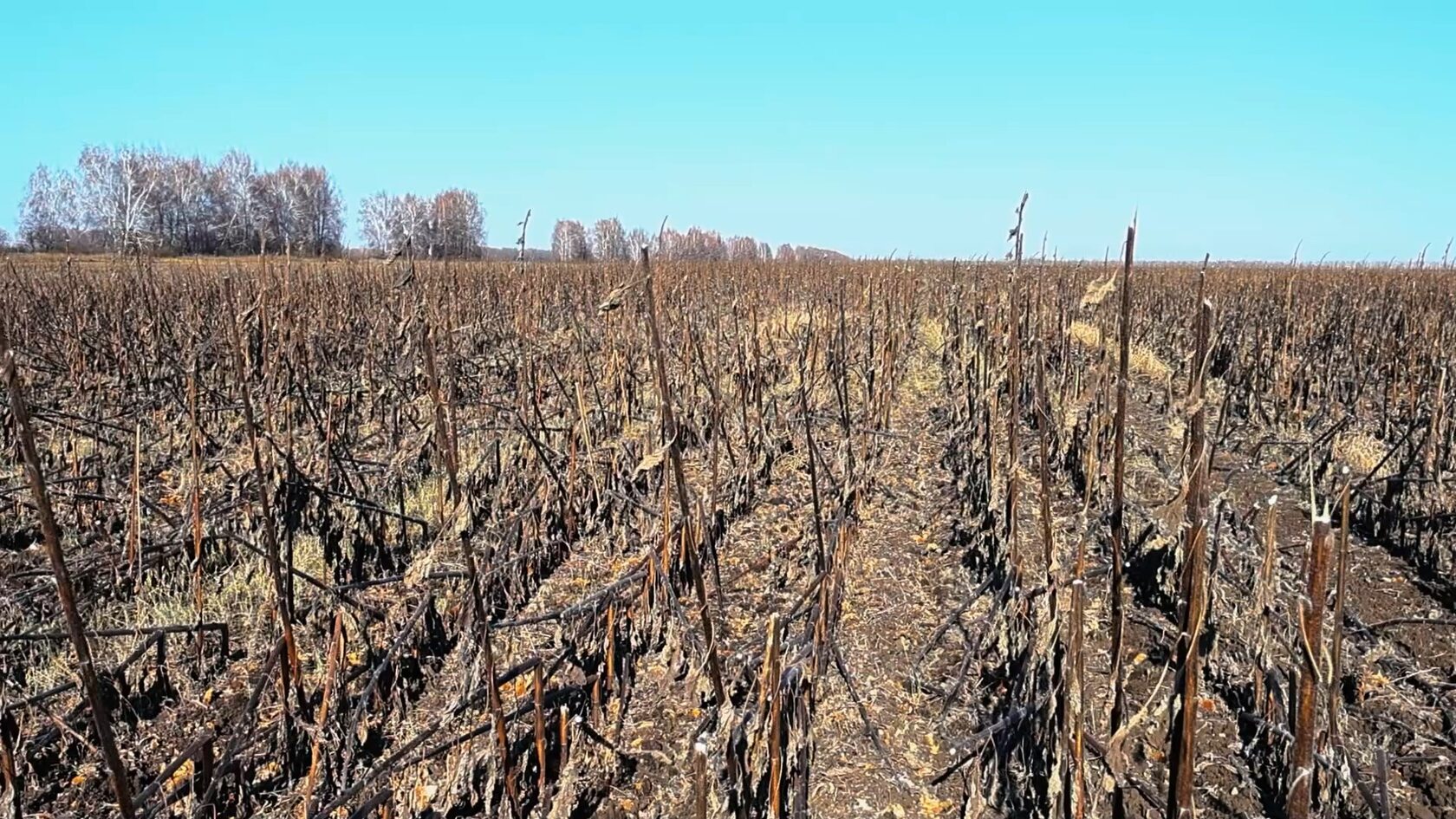 До прохода катка МК по стерне подсолнечника