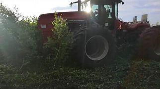 BDP-620 schneidet Büsche